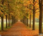 Путь cреди деревьев осенью